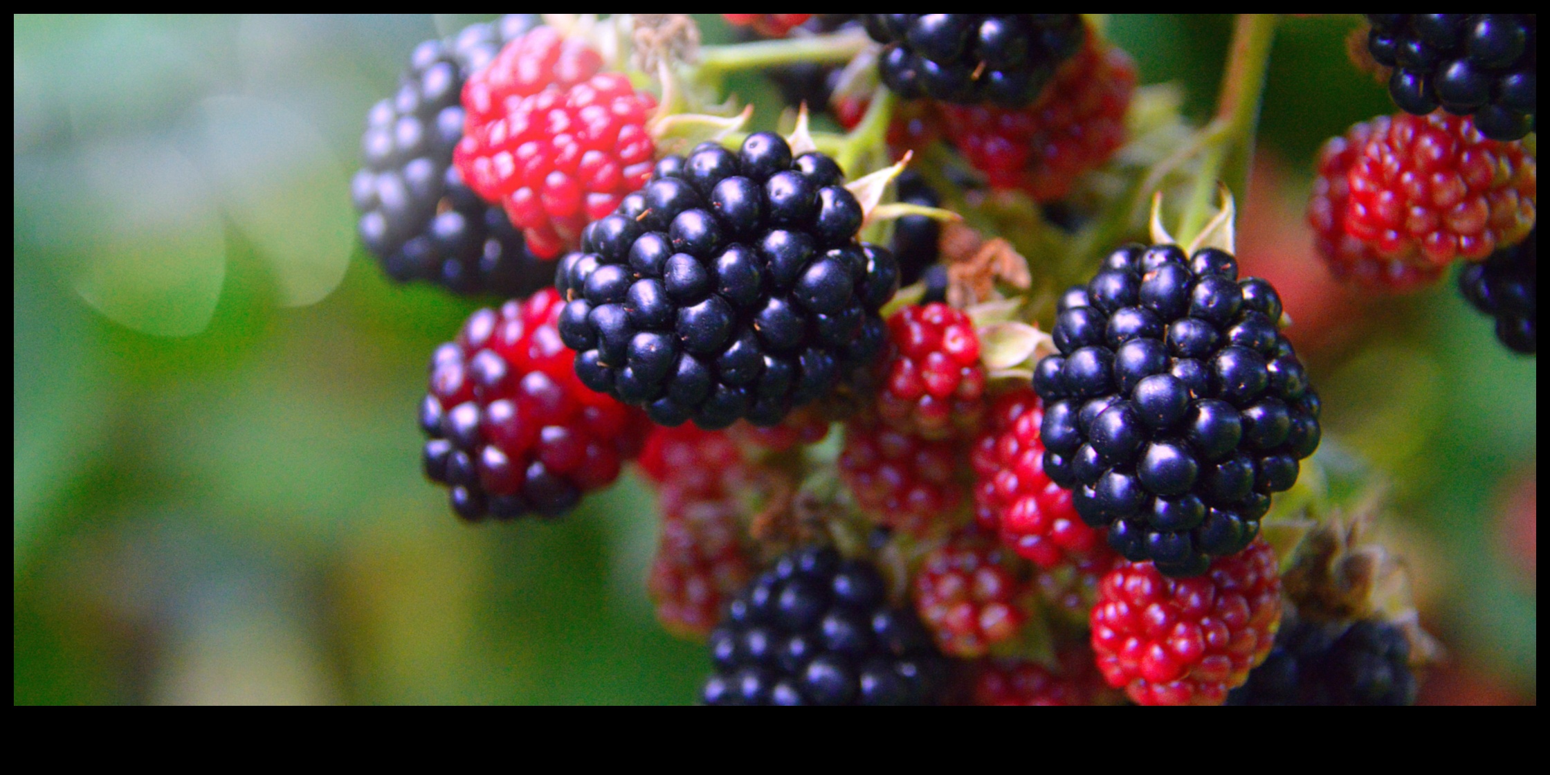 Berry Bliss: Indulging in Sweet and Succulent Fresh Fruit Juices