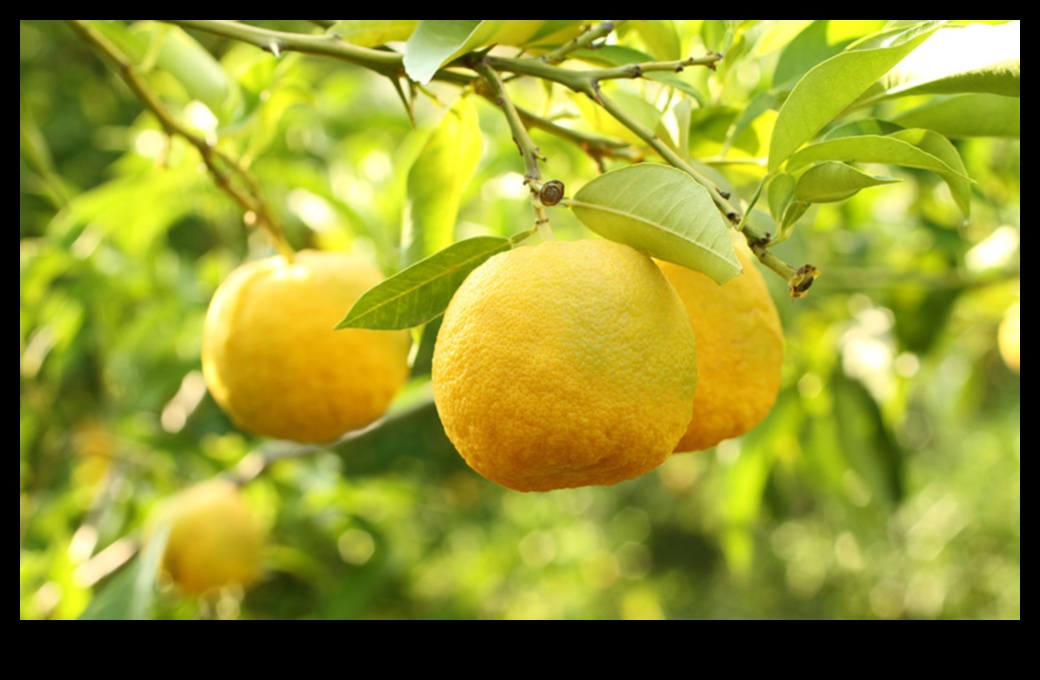 Citrus Serenity: Finding Calmness in the Tangy Notes of Fresh Juices