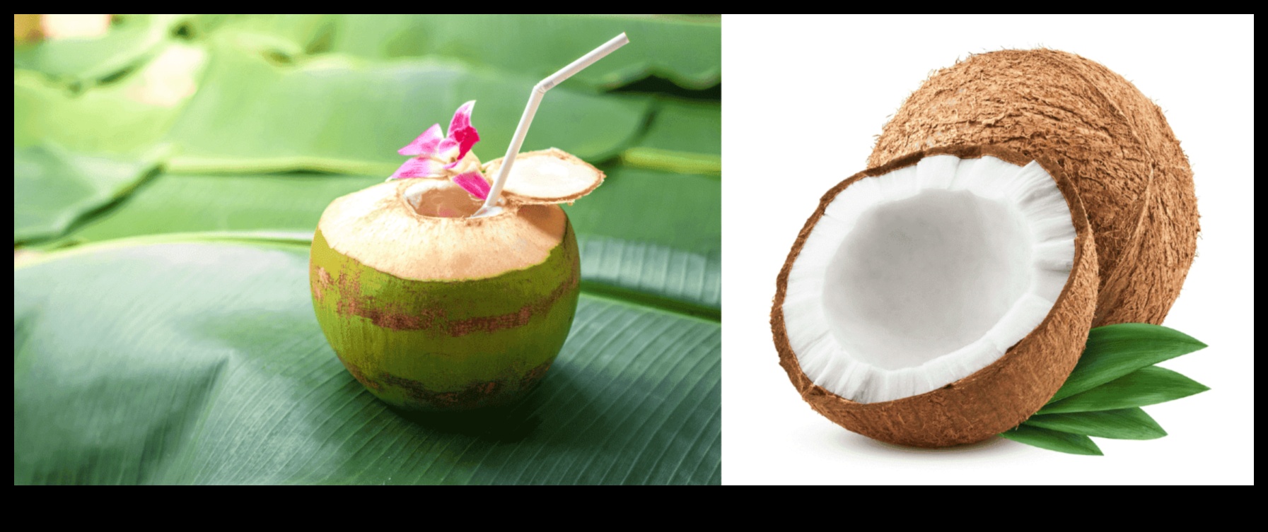 Coconut Magic Unlocking the Secrets of Wellness in Every Sip 1 Coconut Magic: Unlocking the Secrets of Wellness in Every Sip