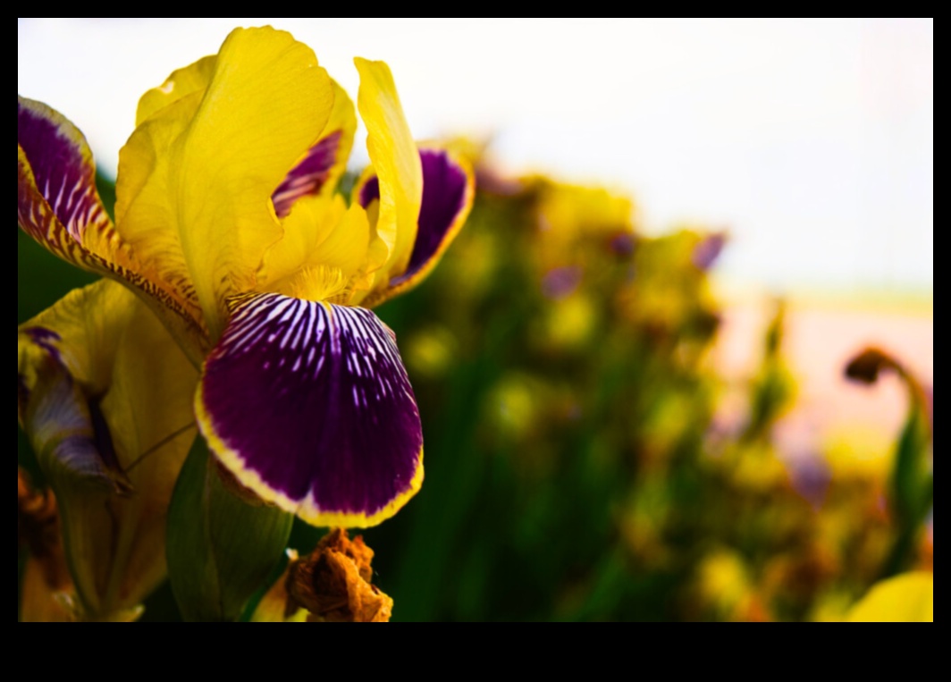 Coconut Symphony: Reveling in the Harmonious Blend of Tropical Elixirs