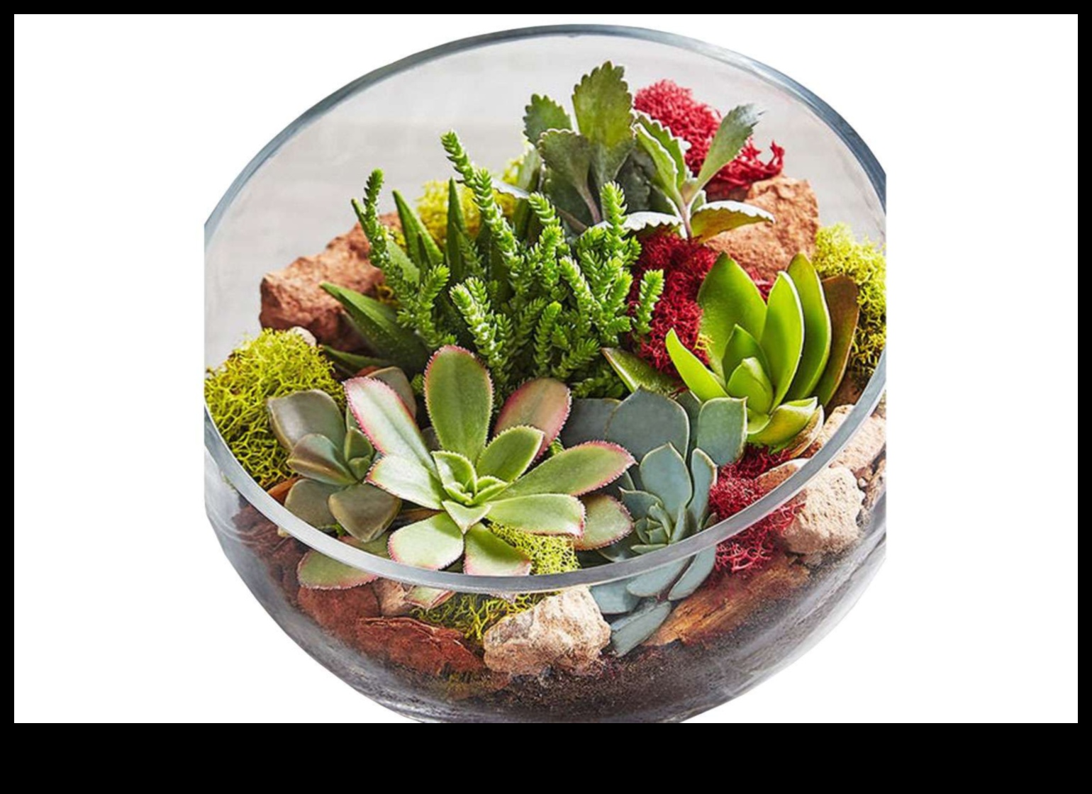 Digging into Greenery: Gifts for Plant Lovers