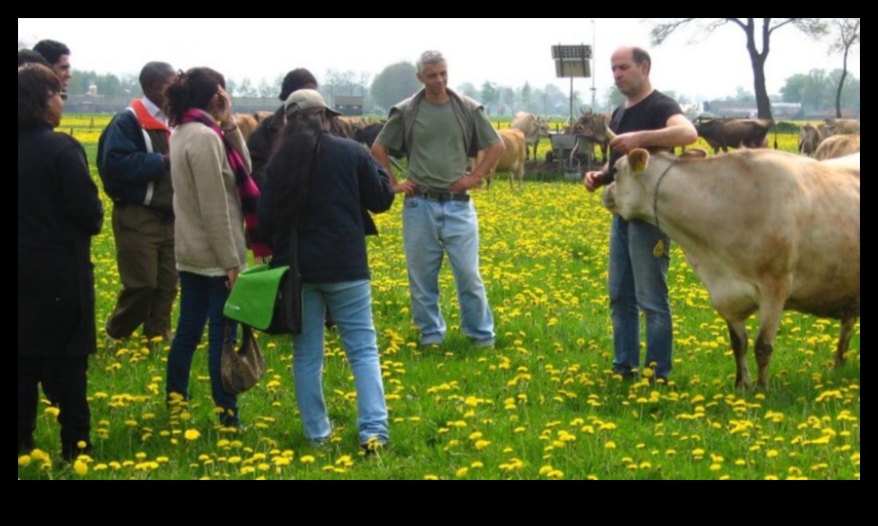 Dutch Dairies A Visual Journey Through Rural Life 1