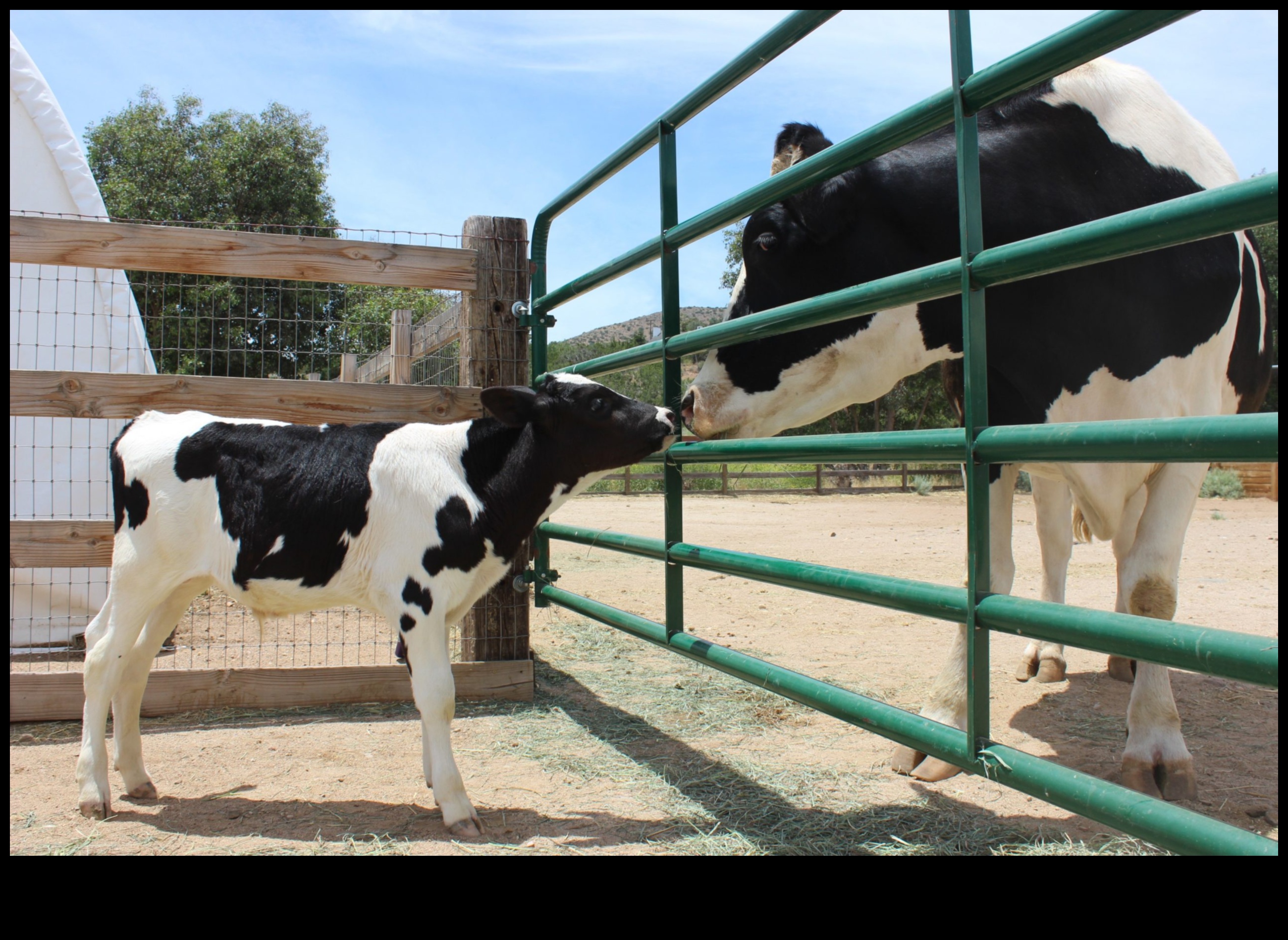 Dutch Dairies A Visual Journey Through Rural Life 2 Dutch Dairies: Artistic Representations of Rural Life