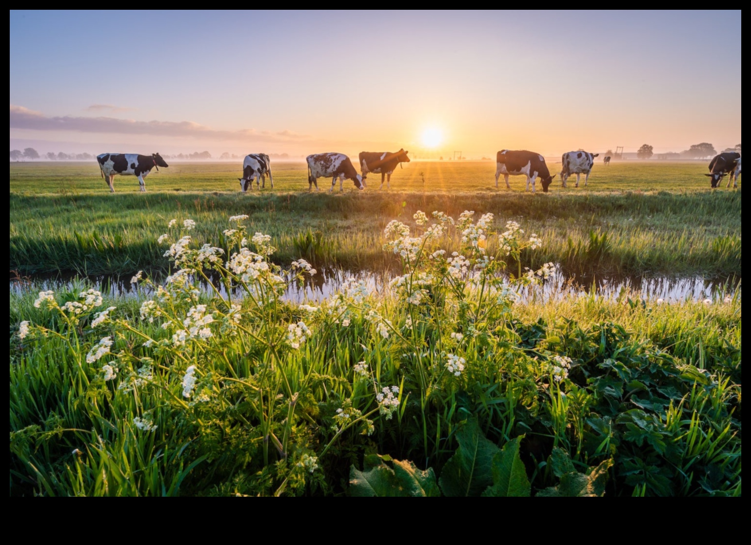 Dutch Dairies A Visual Journey Through Rural Life 4 Dutch Dairies: Artistic Representations of Rural Life