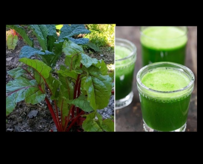 Garden Greens Galore A Juicy Exploration of the Abundance of Fresh Veggie Juices 1