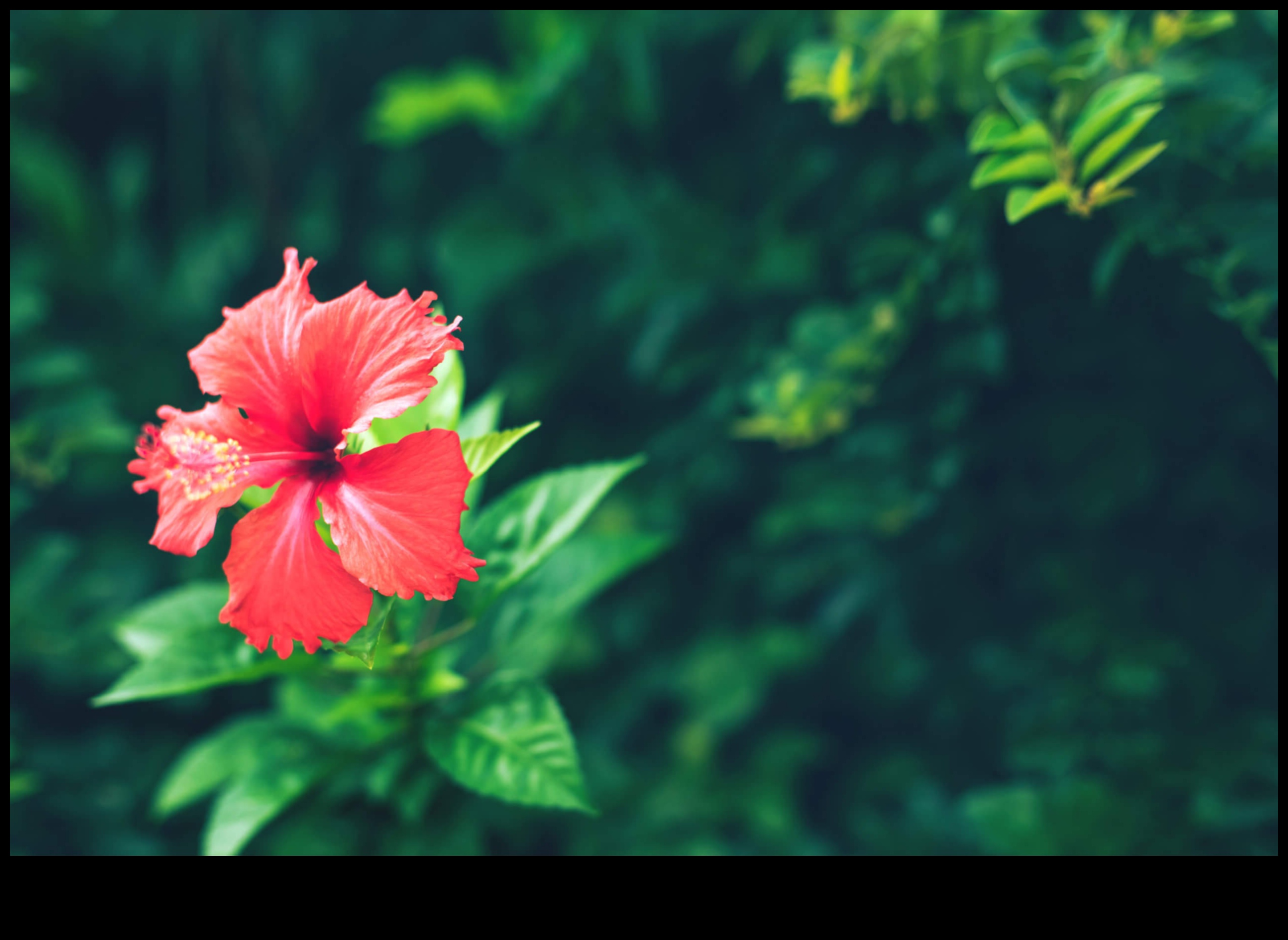 Hibiscus The Morning Bloom That Will Energize Your Day 1 Morning Bloom: Starting Your Day Right with the Lively Zest of Hibiscus