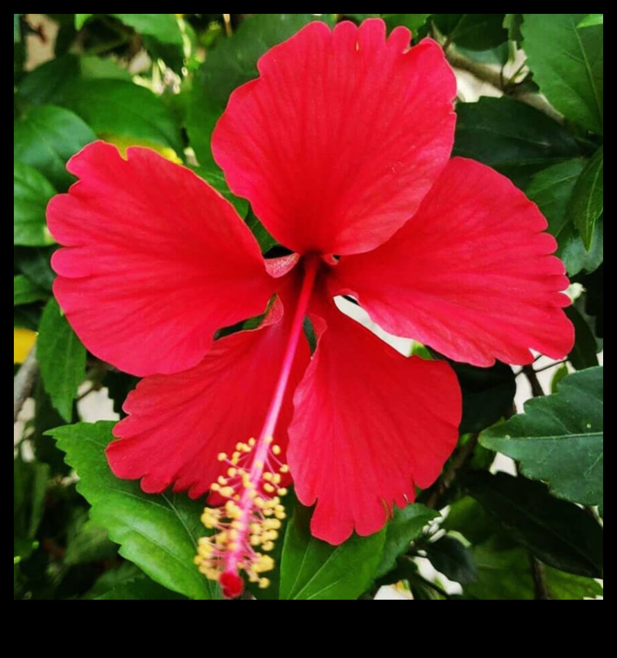 Hibiscus The Morning Bloom That Will Energize Your Day 2 Morning Bloom: Starting Your Day Right with the Lively Zest of Hibiscus