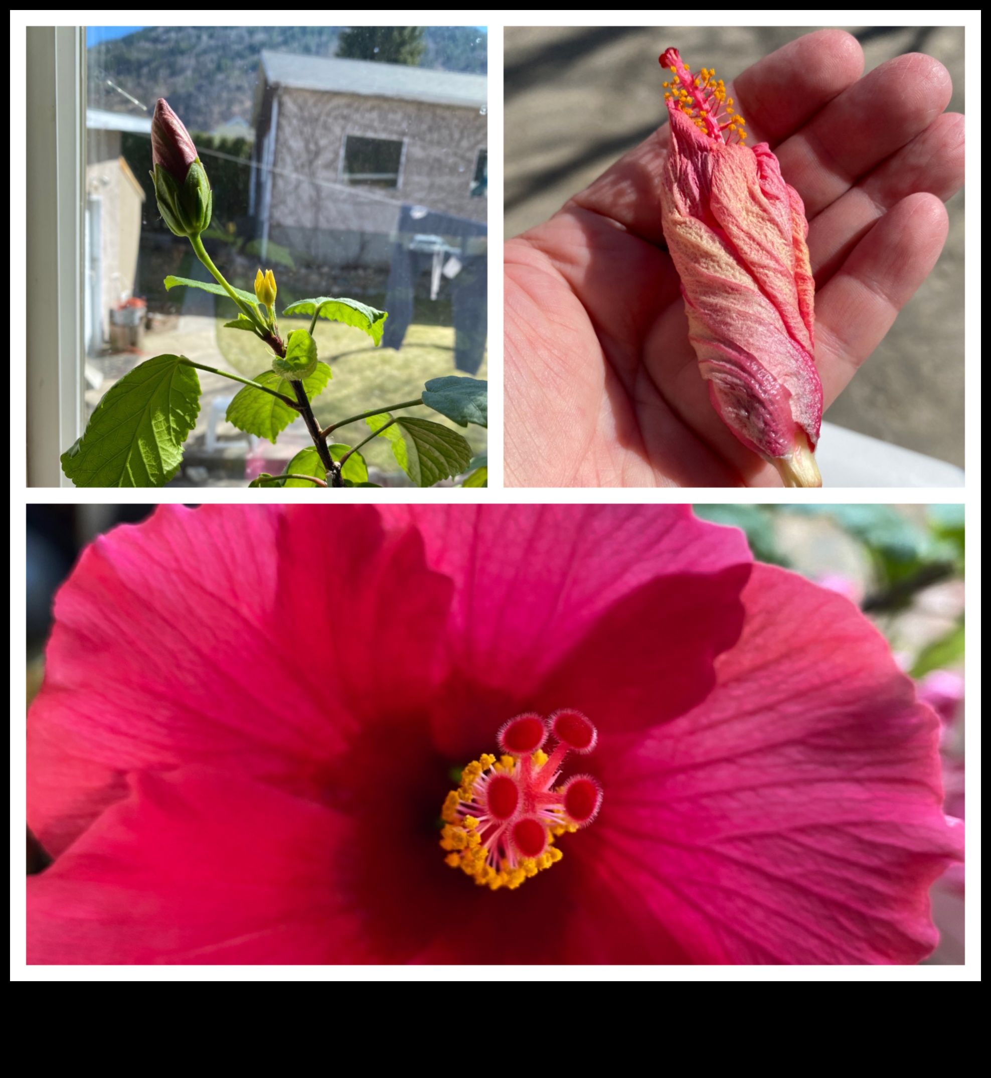 Hibiscus The Morning Bloom That Will Energize Your Day 3 Morning Bloom: Starting Your Day Right with the Lively Zest of Hibiscus