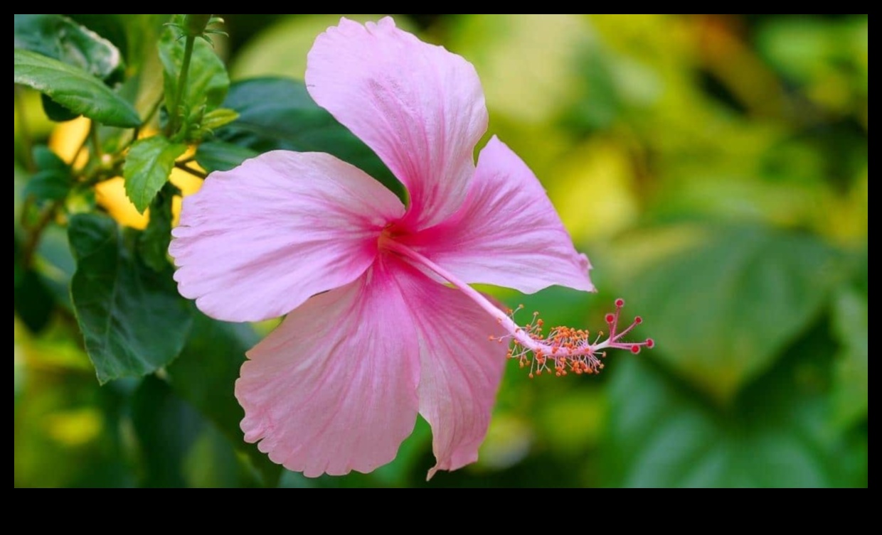 Hibiscus The Morning Bloom That Will Energize Your Day 4 Morning Bloom: Starting Your Day Right with the Lively Zest of Hibiscus
