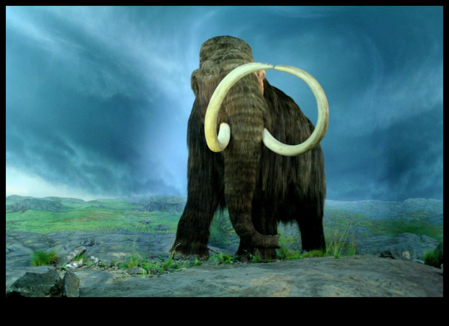 Mammoth Murals Ancient Art of the Ice Age Giants 5 Mammoth Murals: Megafauna in Prehistoric Cave Art