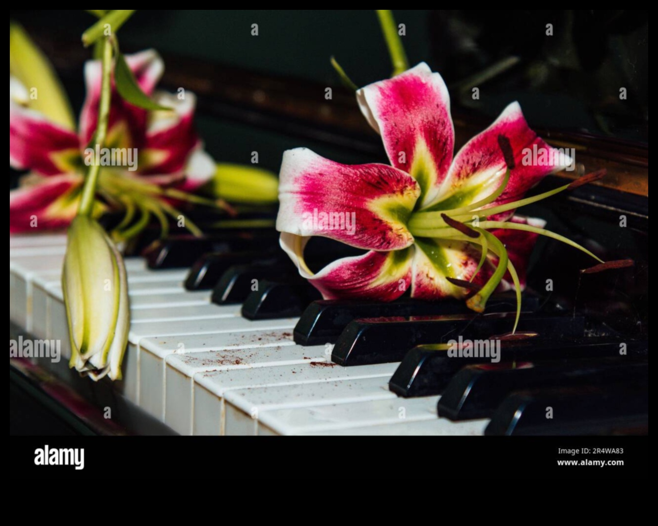 Melodic Muse: Musical Gifts for the Harmonious Valentine