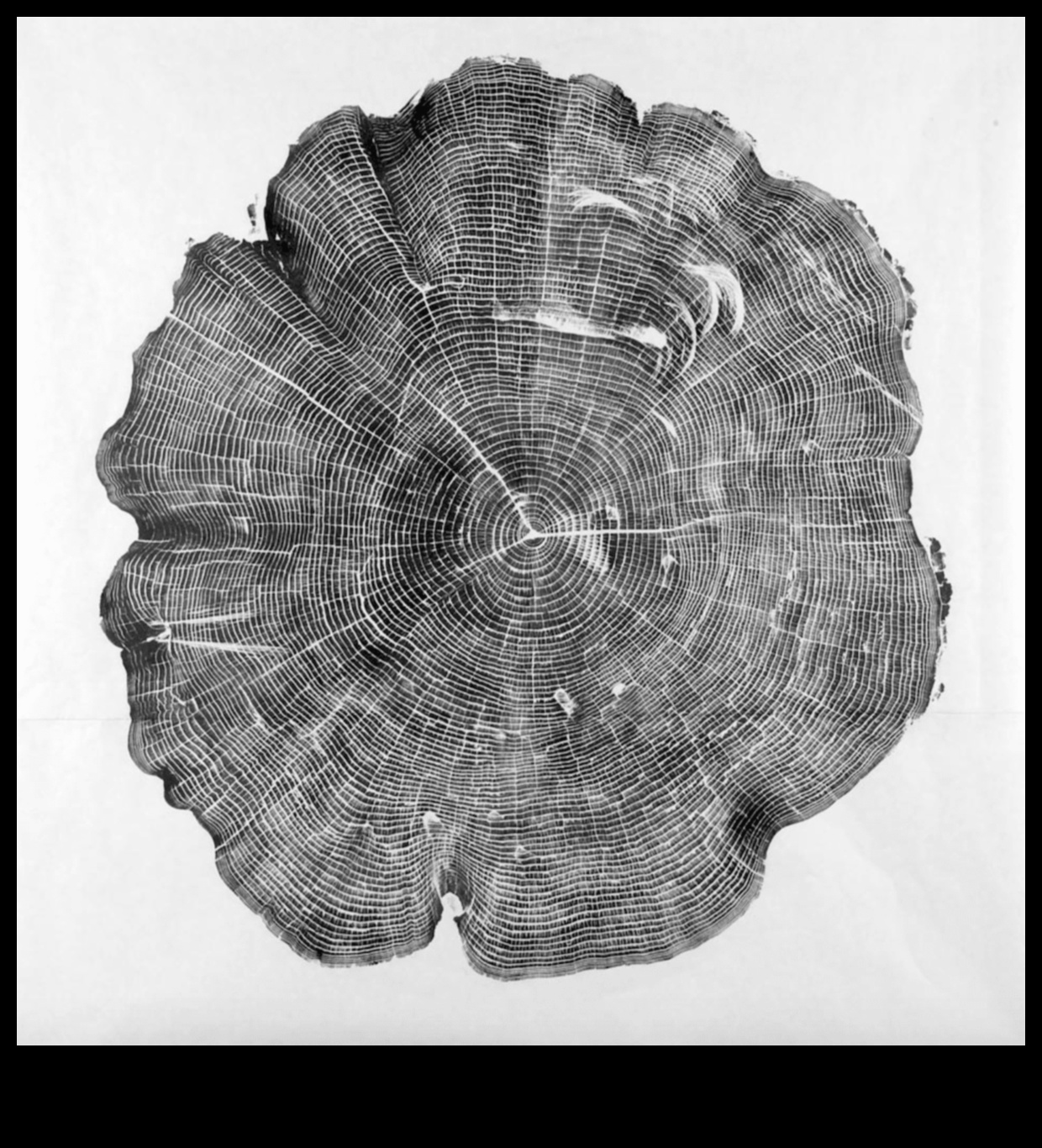 Environmental Art Escapades: Nature and Sculpture Collaborations