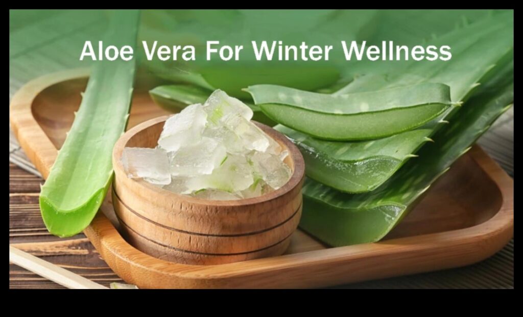 Nourish Your Body with Pure Aloe Vera Sips A Nutrient Boost 1