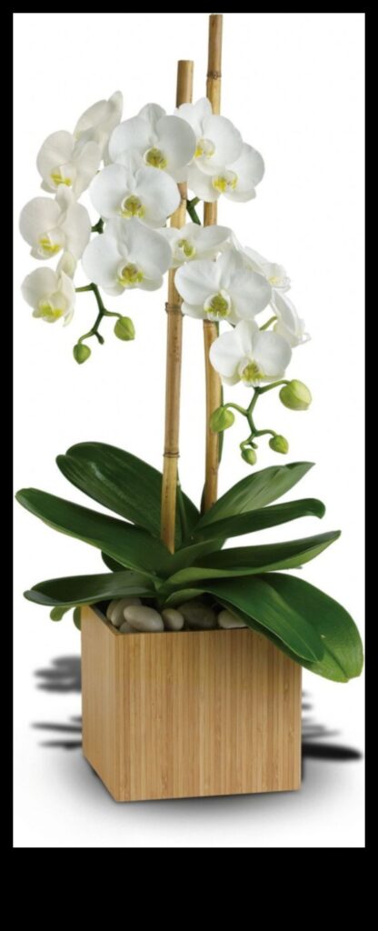 Opulent Orchids Luxurious Gifts That Radiate Elegance 1