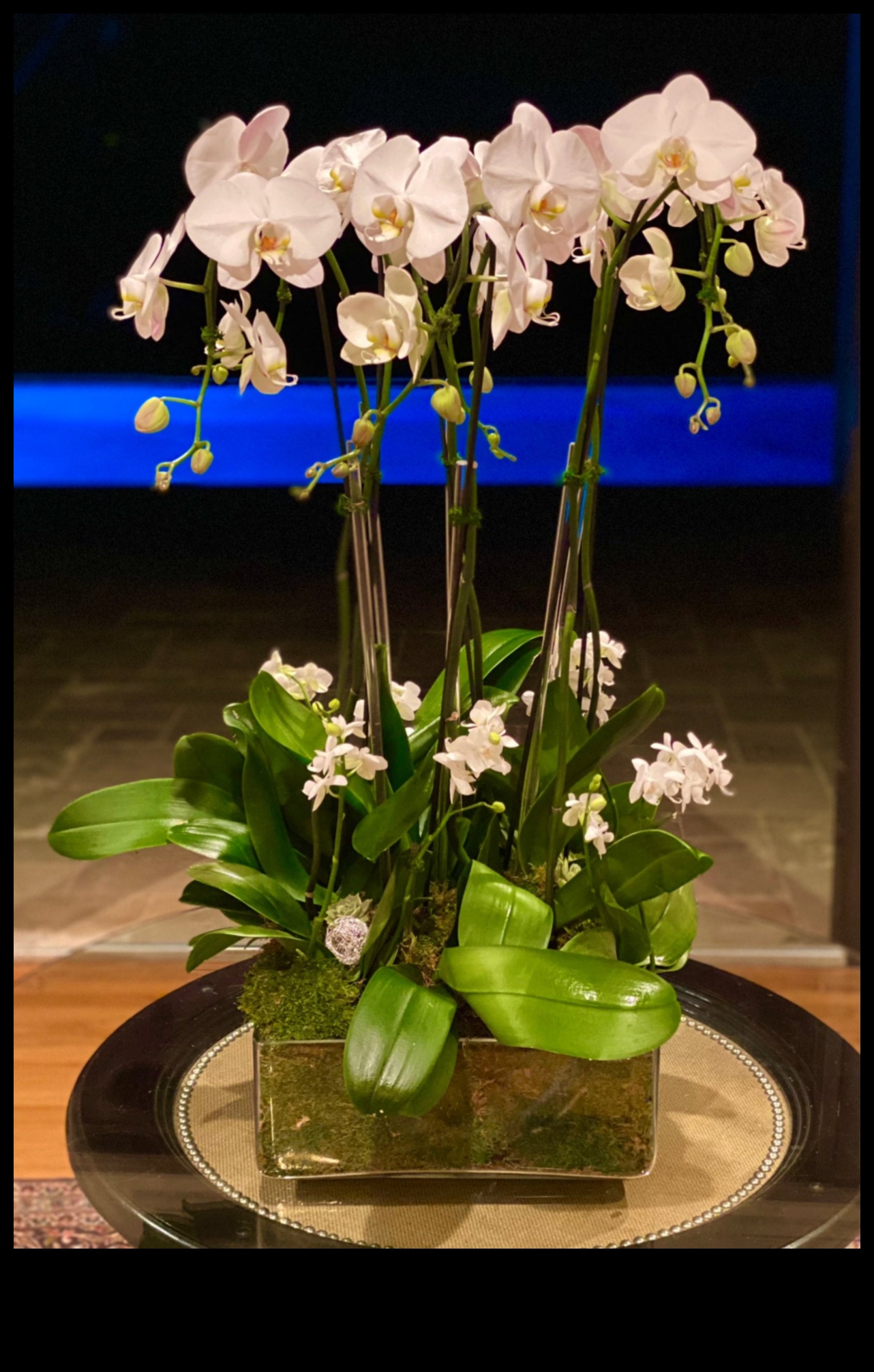 Opulent Orchids: Luxurious Gifts That Radiate Elegance