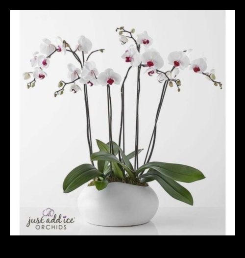 Opulent Orchids: Luxurious Gifts That Radiate Elegance