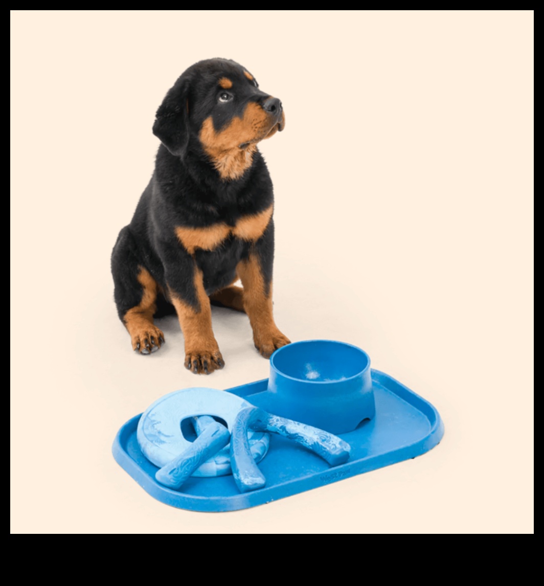 Paws and Play: Gifts for Four-Legged Friends