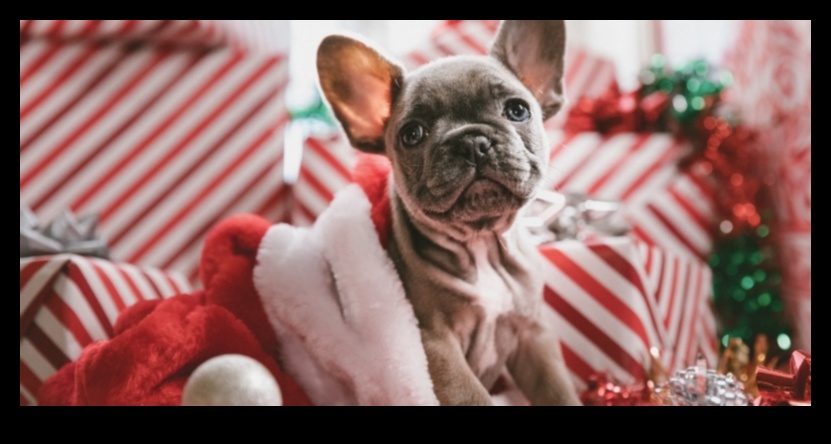 Paws and Play: Gifts for Four-Legged Friends