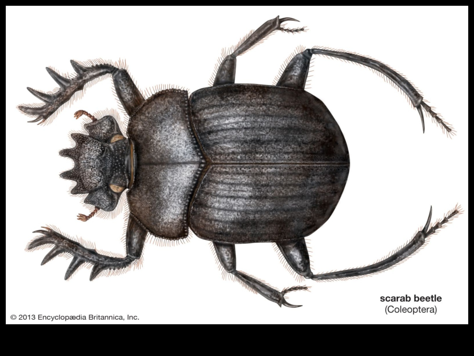 Sacred Scarabs: Beetle Symbolism in Egyptian Art