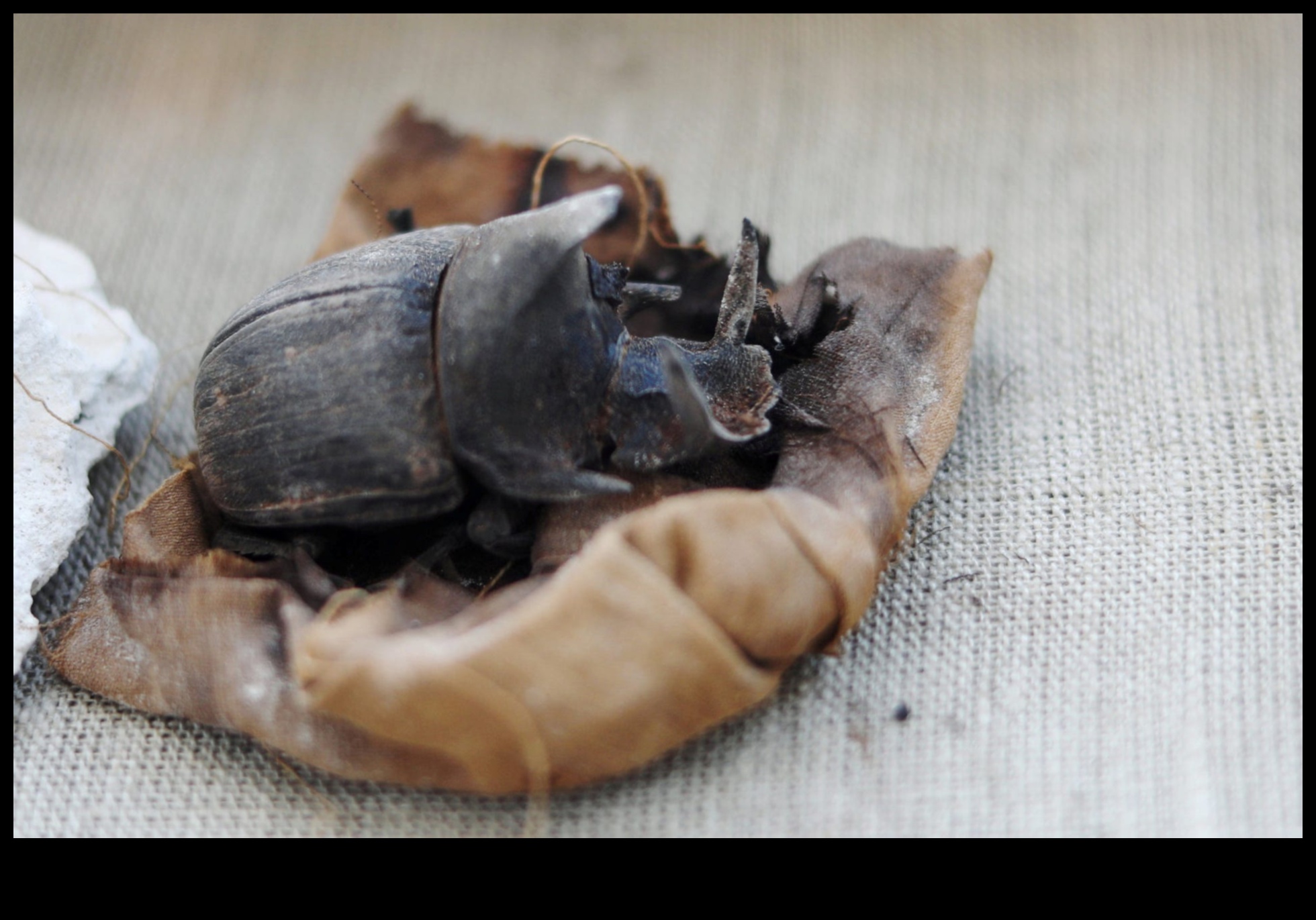 Sacred Scarabs: Beetle Symbolism in Egyptian Art