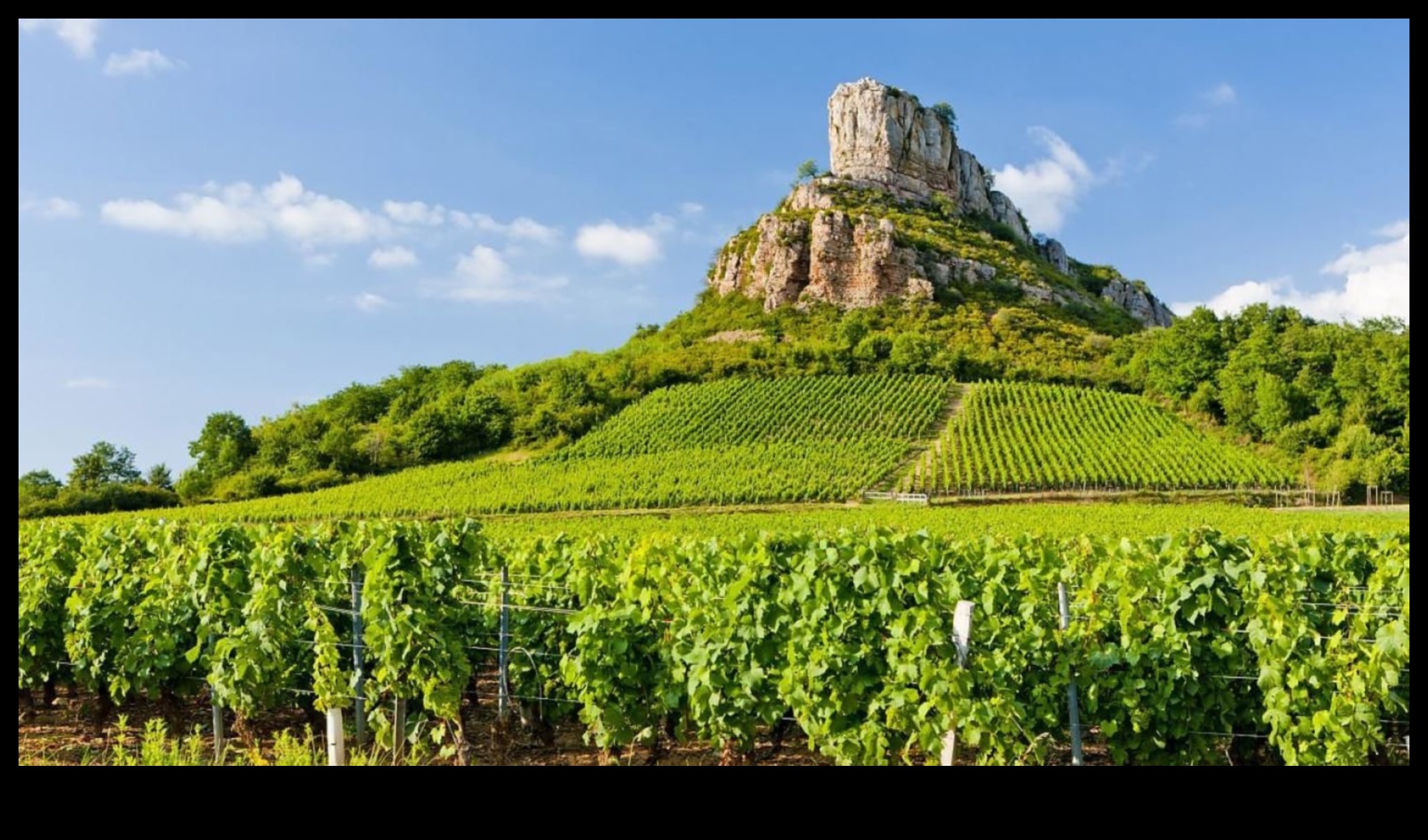 Savor the Vineyards: French Wine and Culinary Mastery