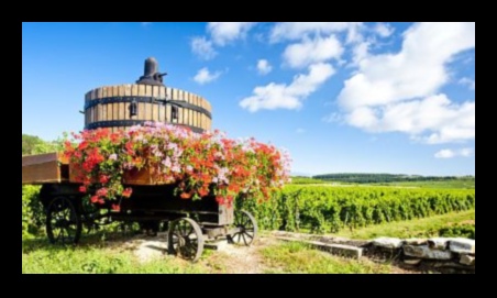 Savor the Vineyards: French Wine and Culinary Mastery