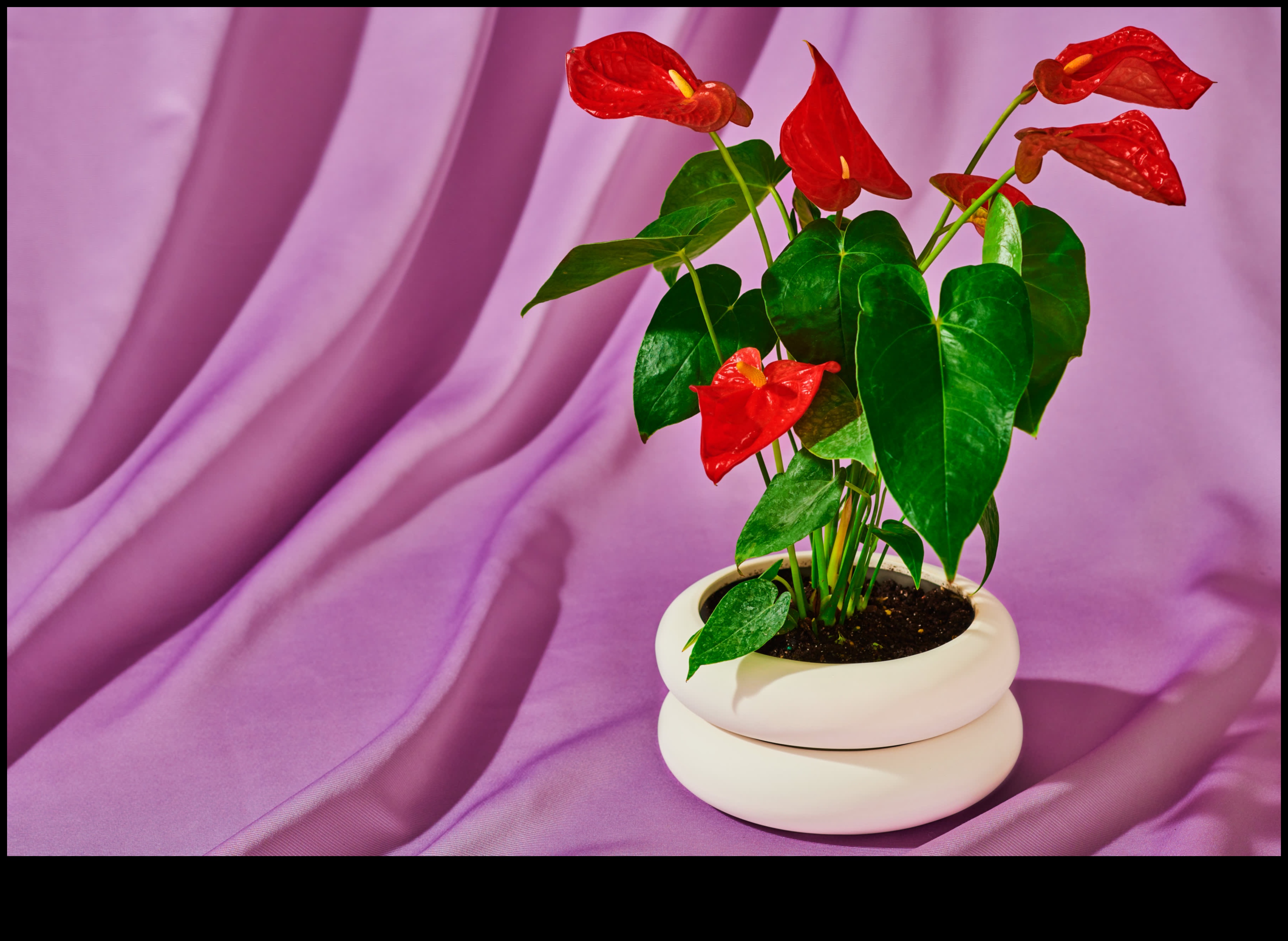 Secret Garden: Botanical and Plant-themed Gifts