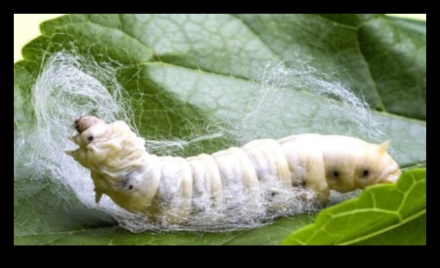 Silk and Sericulture: Artistic Representations in Asian Culture