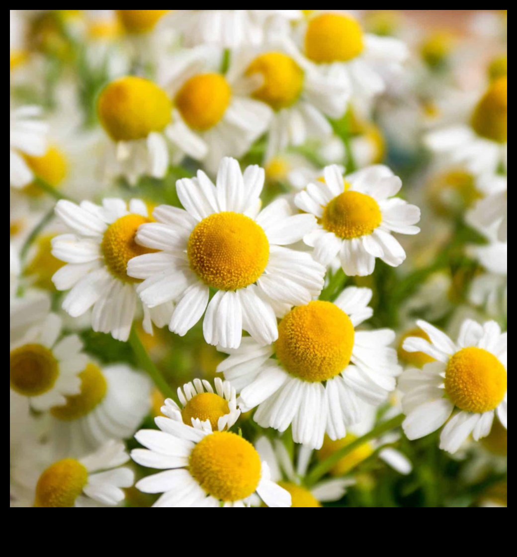 Sip and Unwind: Nurturing Your Body with the Magic of Chamomile