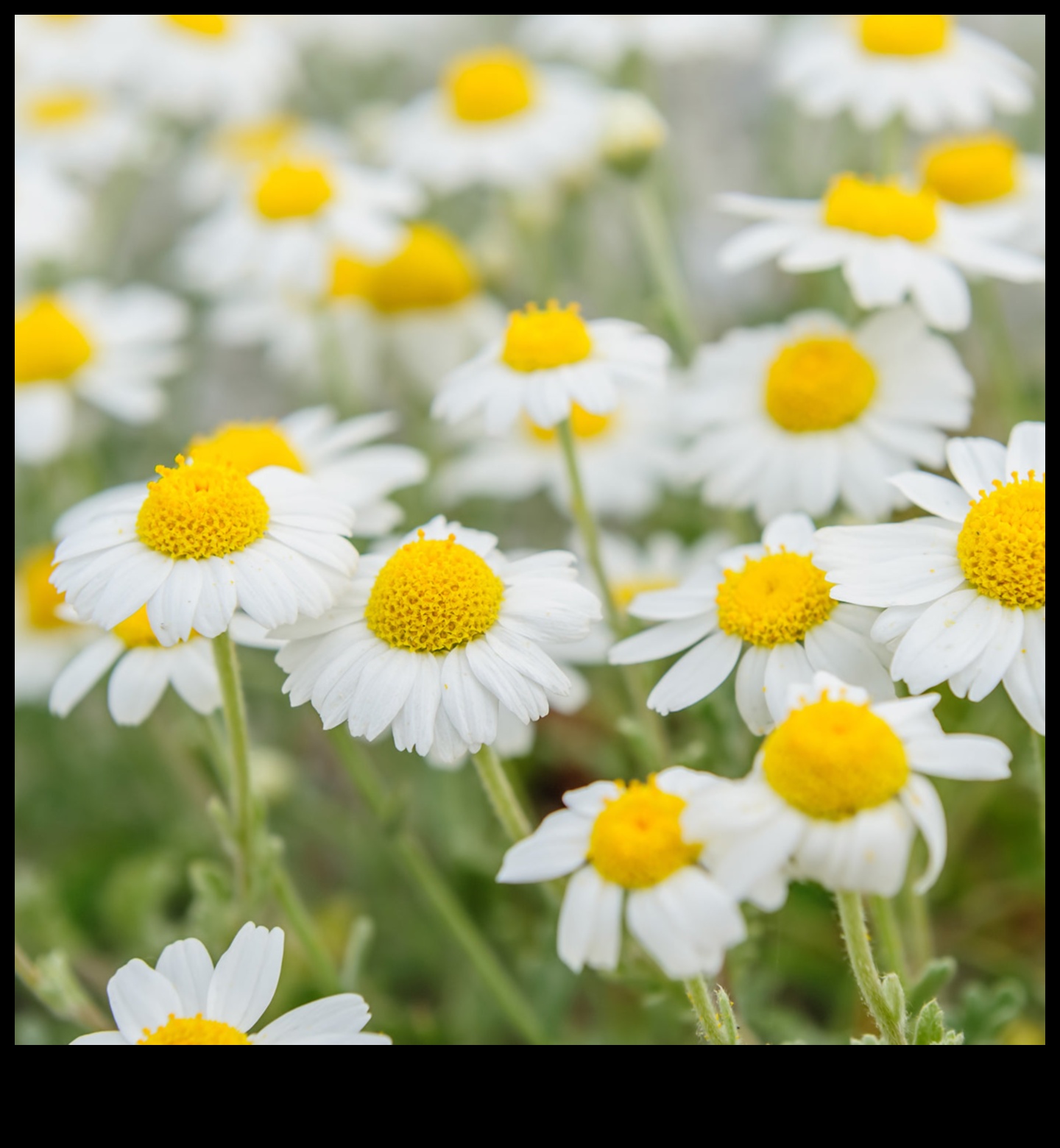 Morning Bliss: Starting Your Day Right with the Gentle Essence of Chamomile