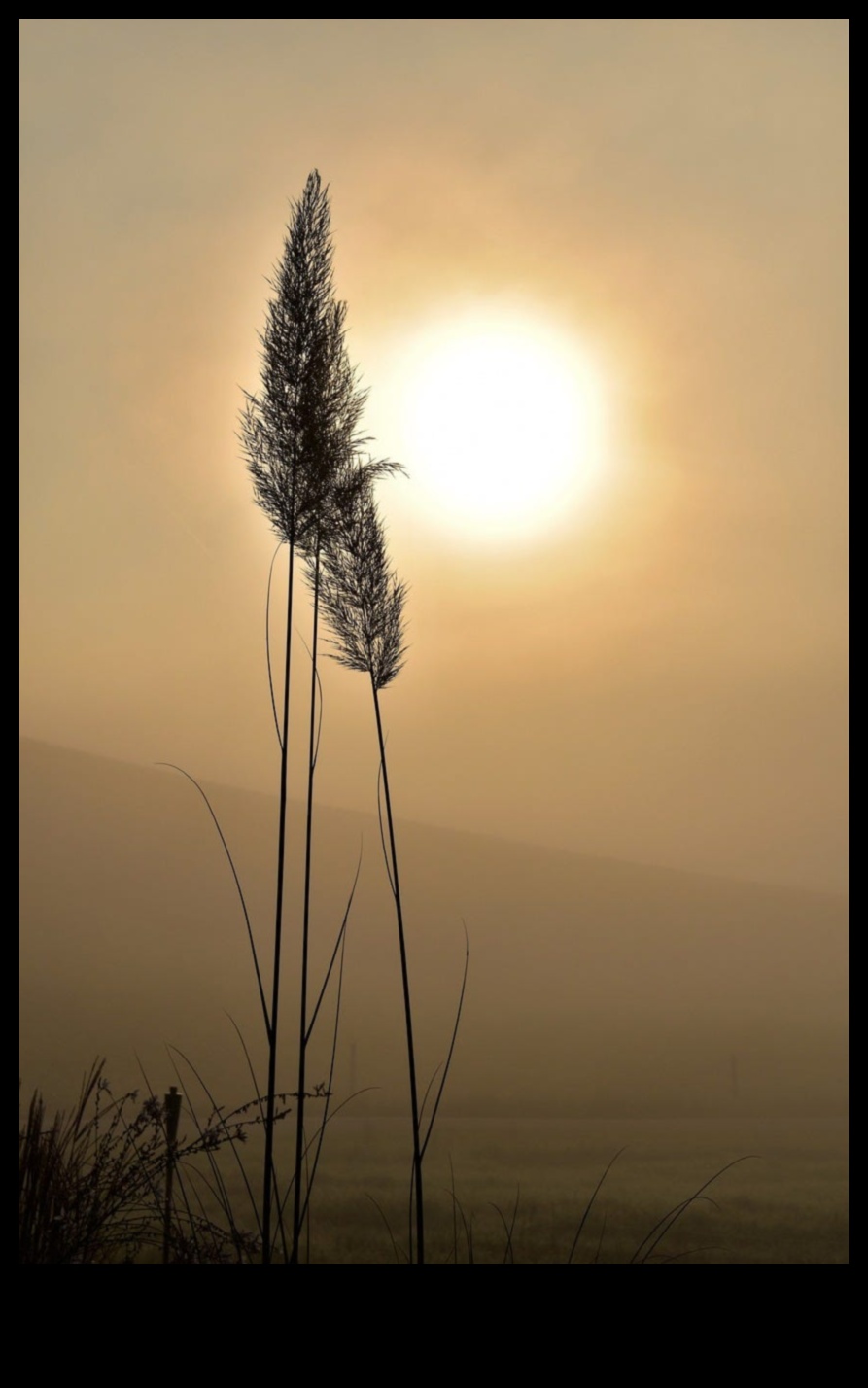 Sunrise Symphony: Explore the Art of Wholesome Breakfasts