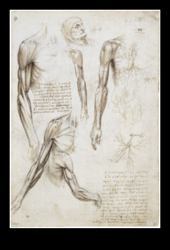 The Human Form in Focus Anatomy and Expression in Renaissance Art 2 The Human Form in Focus: Anatomy and Expression in Renaissance Art