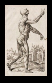The Human Form in Focus Anatomy and Expression in Renaissance Art 3 The Human Form in Focus: Anatomy and Expression in Renaissance Art