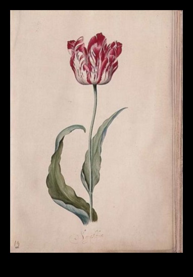 Golden Age Gardens: Botanical Depictions in Dutch Art