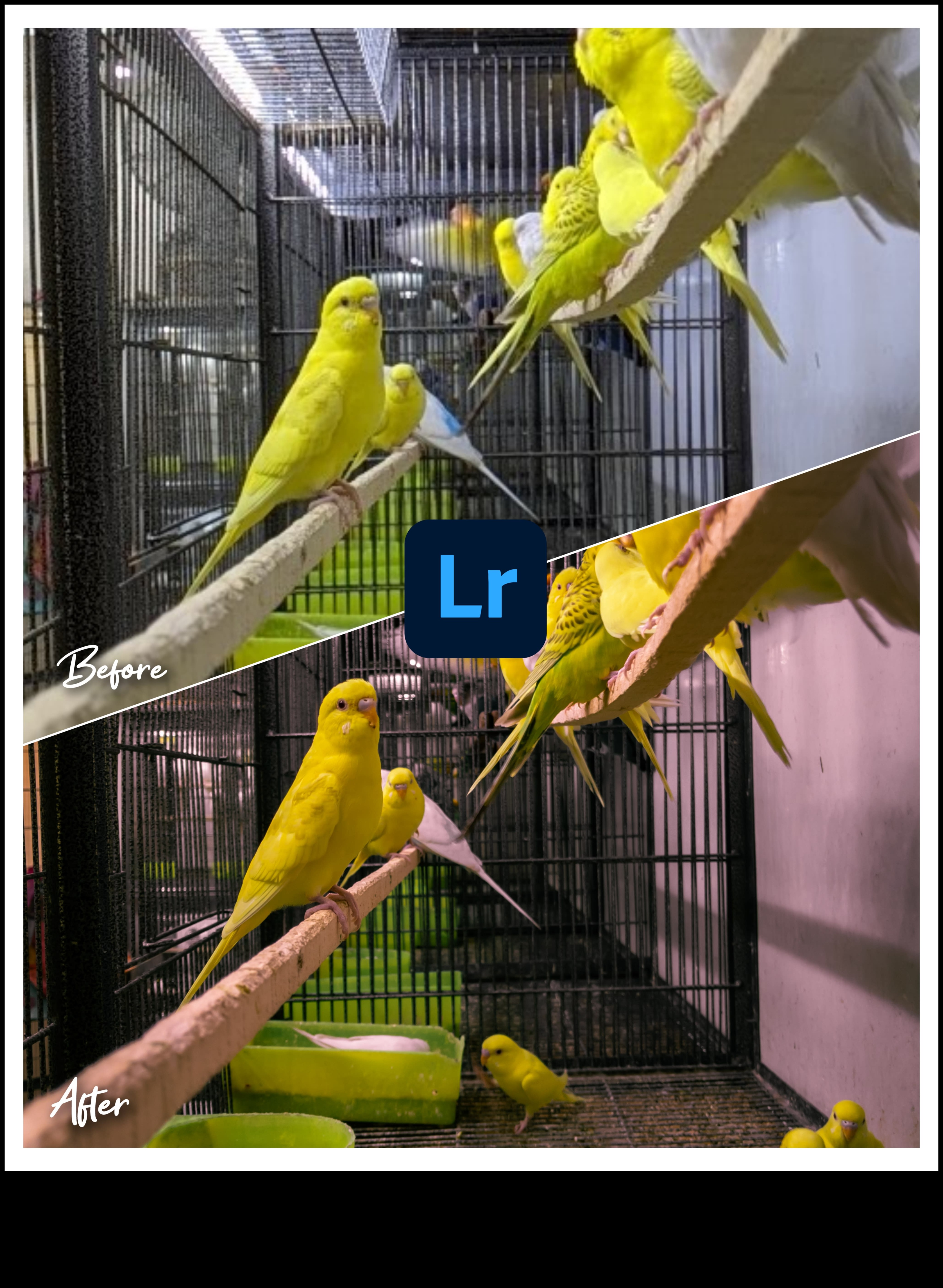 Visual Virtuoso Transforming Ordinary Shots into Extraordinary Art 4 Visual Virtuoso: Transforming Ordinary Shots into Extraordinary Art