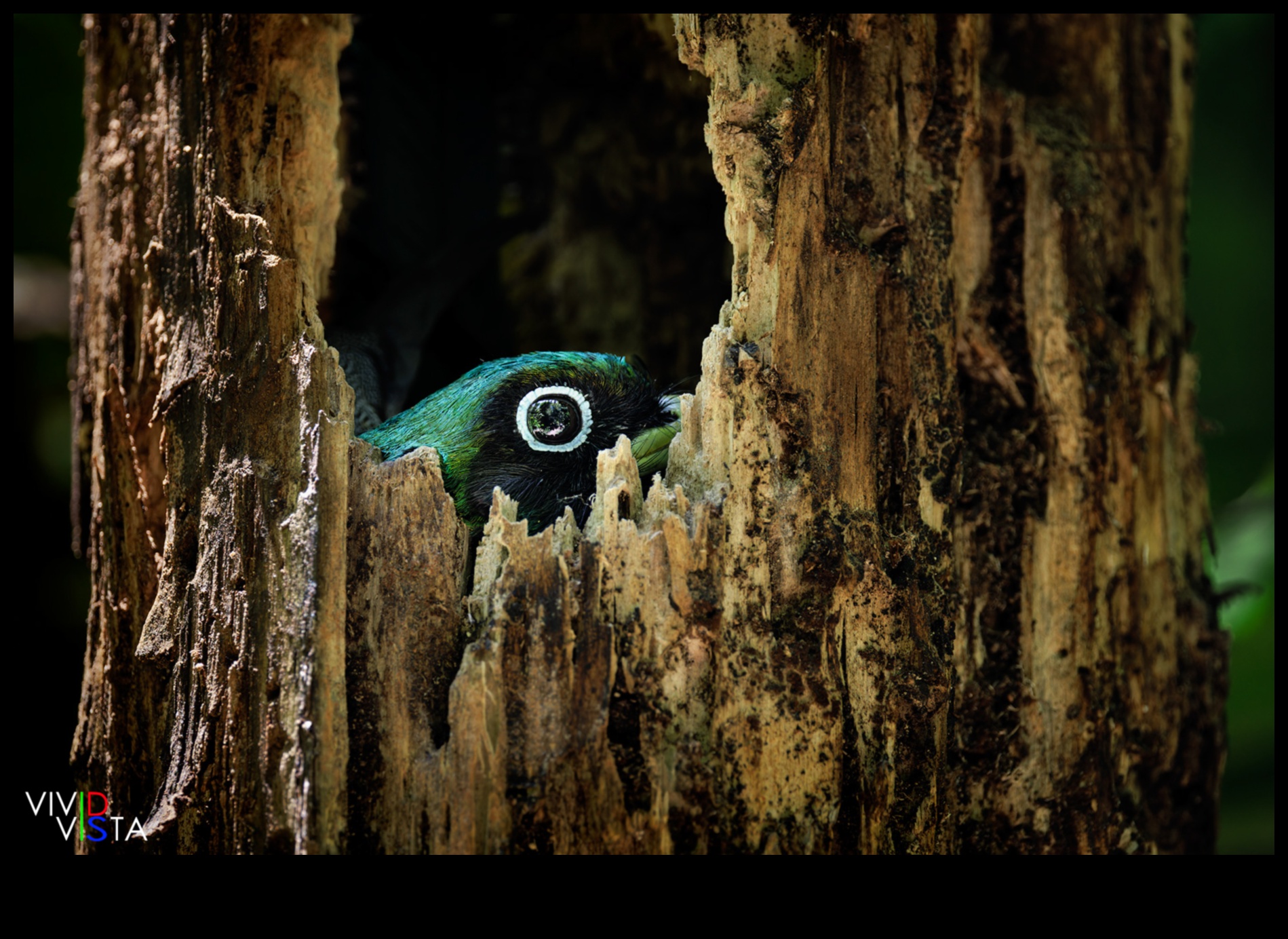 Vivid Vistas: Immersive Travel Experiences Through Photography