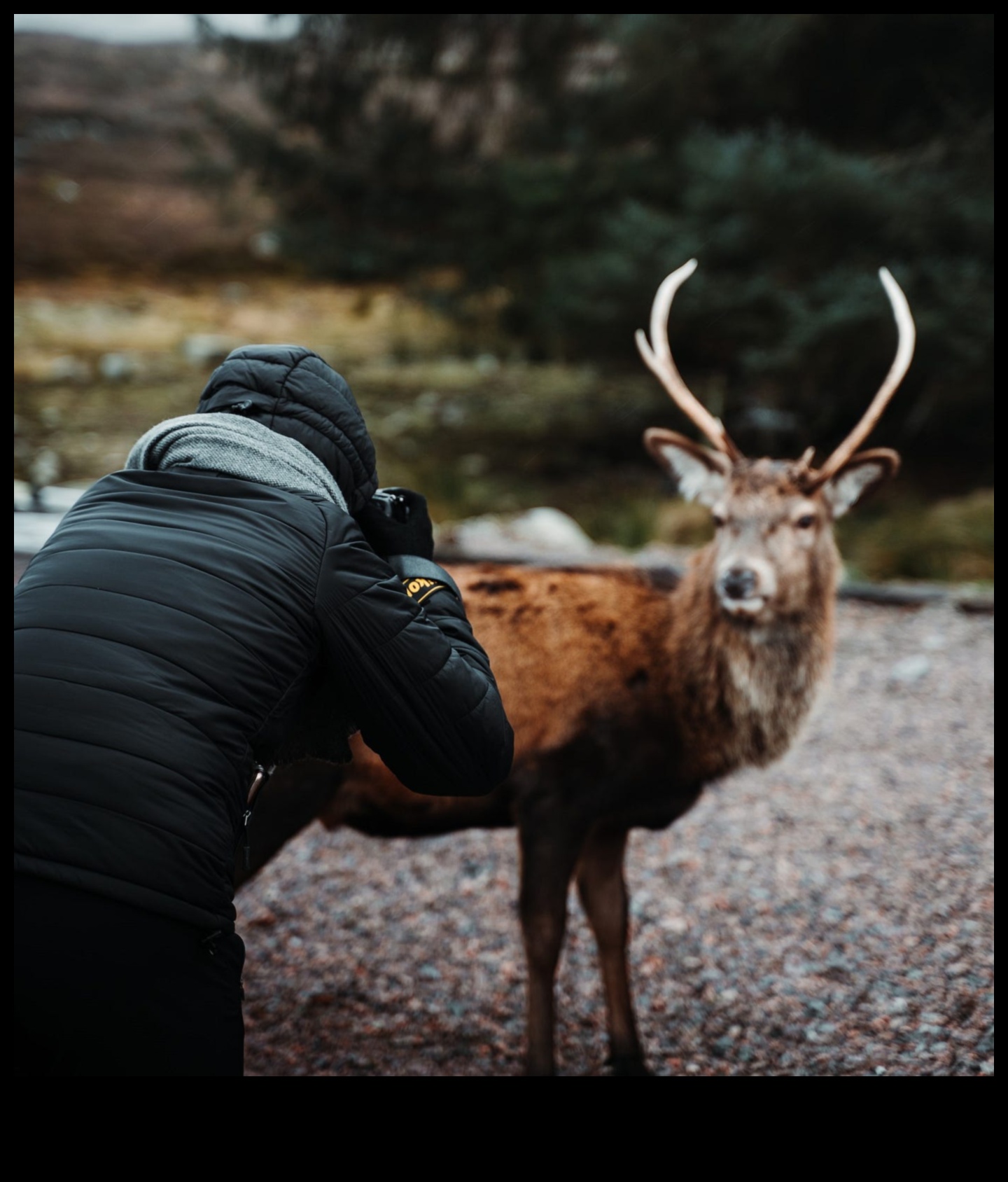 Wildlife Wonders Capture Nature's Majesty with Animal Photography Styles 1 Wildlife Wonders: Capturing Nature's Majesty with Animal Photography Styles