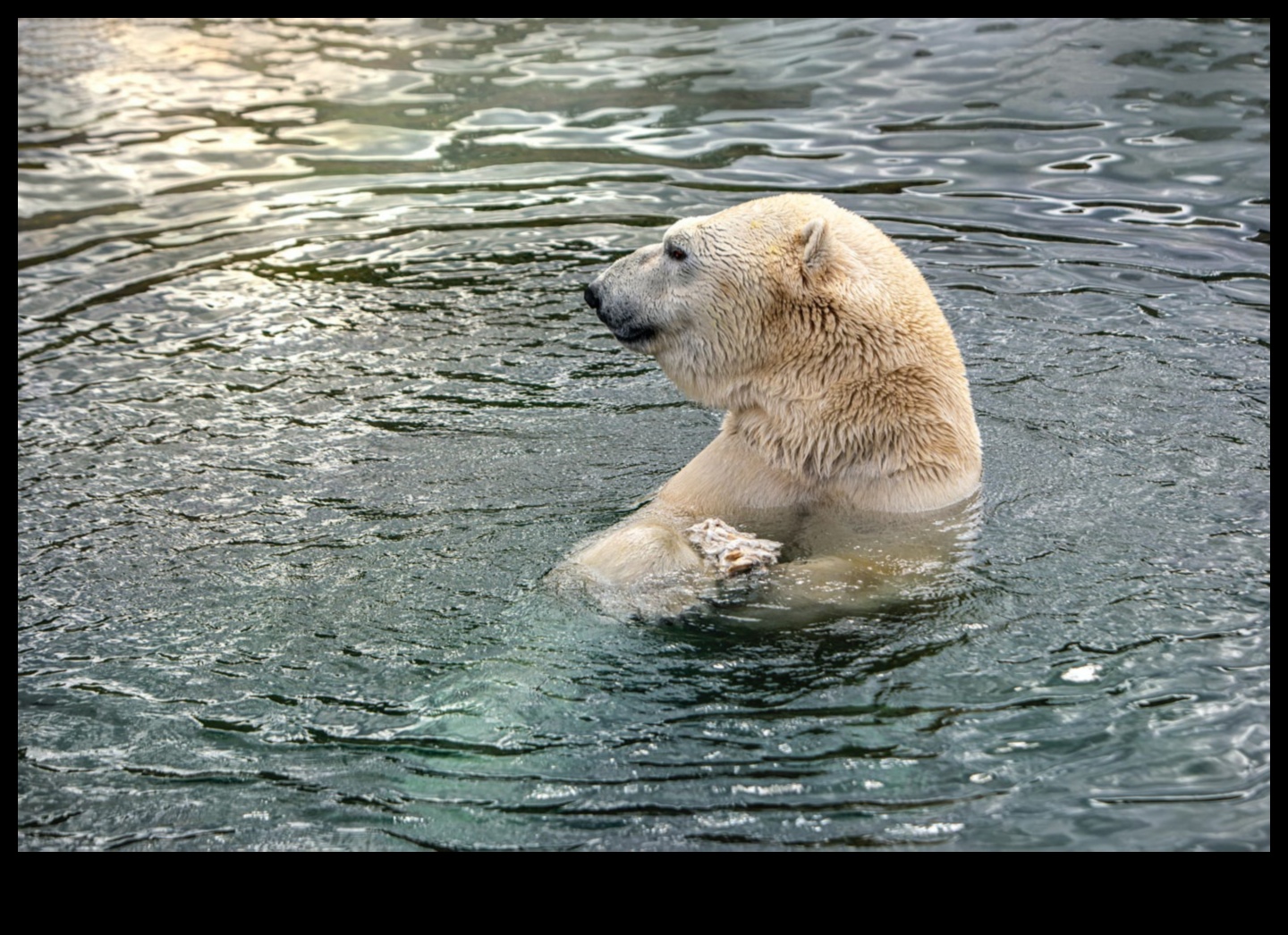 Wildlife Wonders Capture Nature's Majesty with Animal Photography Styles 3 Wildlife Wonders: Capturing Nature's Majesty with Animal Photography Styles